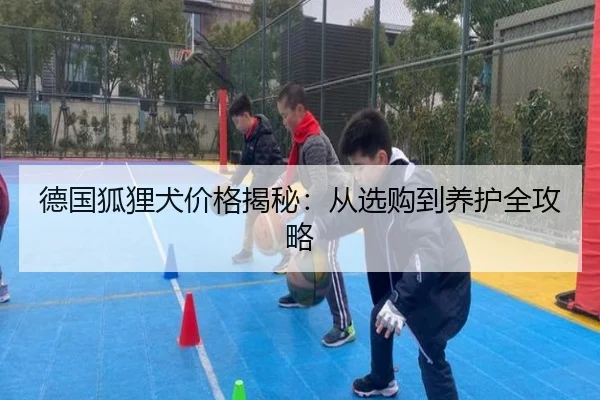 德国狐狸犬价格揭秘：从选购到养护全攻略 - PG